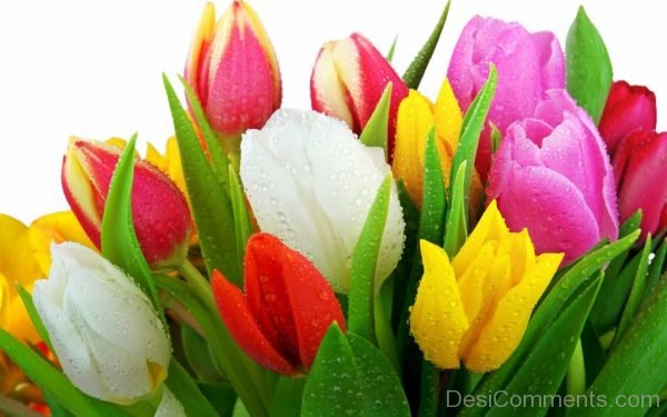 Beautiful Pic Of Tulip Flowers