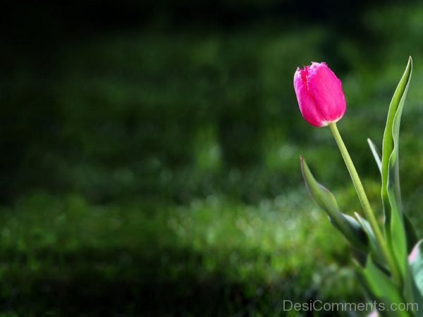 Beautiful Tulip Flower Image
