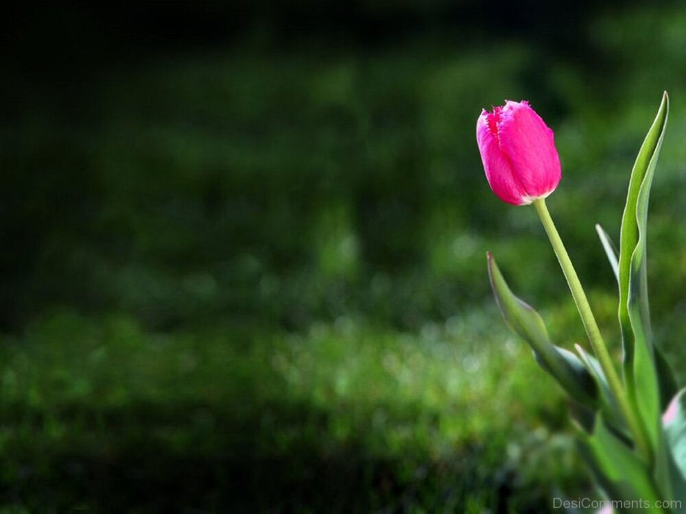 Beautiful Tulip Flower Image