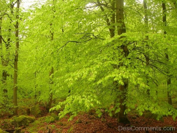 Beeches Green Spring Forest