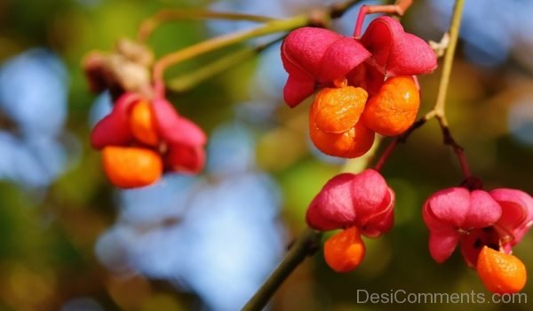 Berries Red Orange Tree