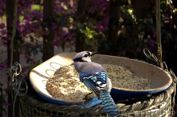 Bird Feeding Time