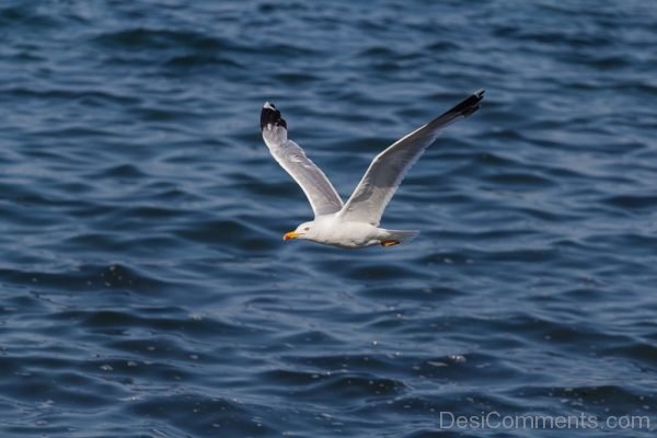 Bird Gull Nature