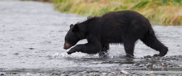 Black Bear Photo