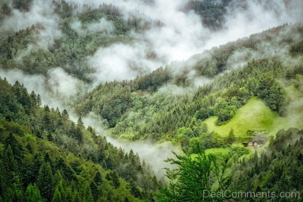 Black Forest Image