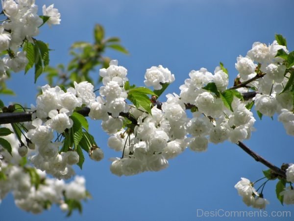 Blossom Tree Spring Nature