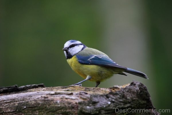 Blue Tit Bird Cute Nature