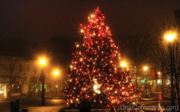 Brilliant Christmas Tree Light Day Image