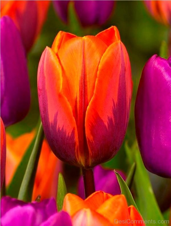 Brilliant Pic Of Tulip Flowers