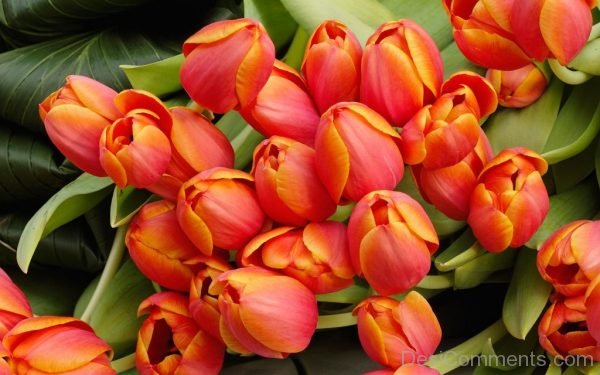 Brilliant Tulip Flowers Image