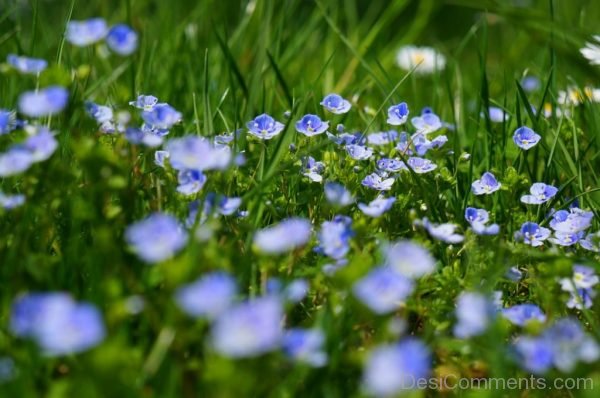 Chamaedrys Flower