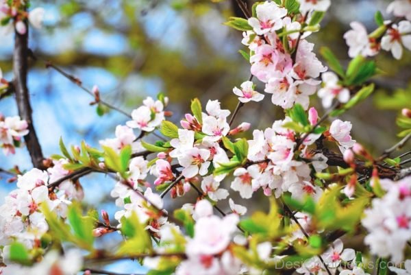 Cherry Blossom Flora Flowers