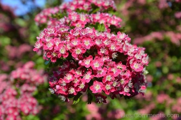 Cherry Floral Plants