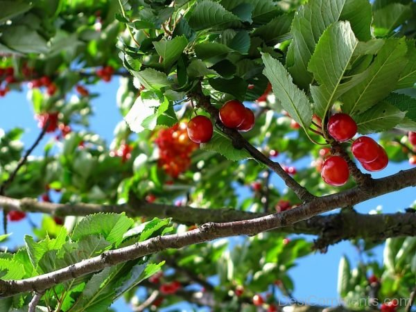 Cherry Tree Fruit Nature