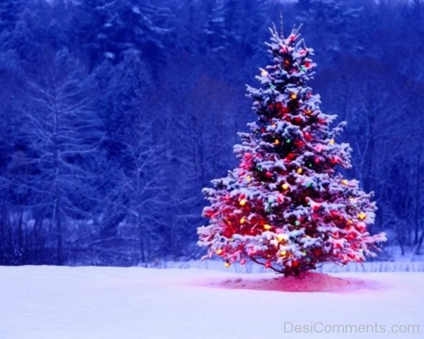 Christmas Tree Light Day – Image