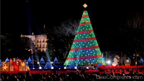 Christmas Tree Light Day - Photo