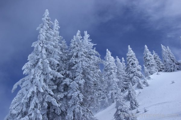 Cold Nature Snow Tree