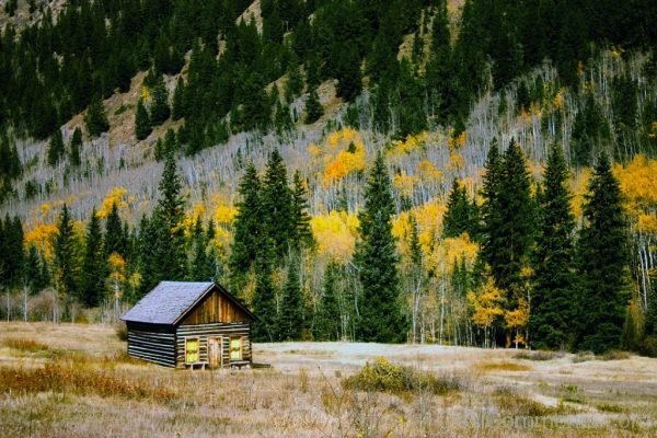 Colorado Fall Autumn Forest Trees