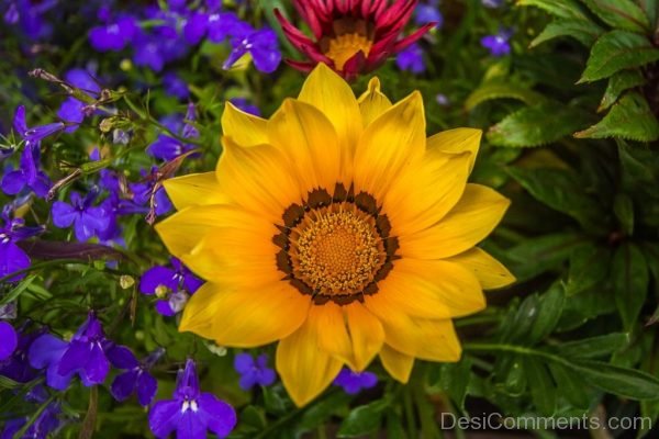 Colorful Flowers