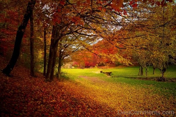 Colorful Trees