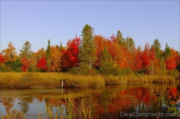 Colors Fall Orange Red Nature Trees