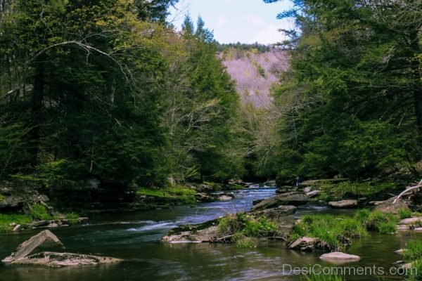 Creek Forest Mountain