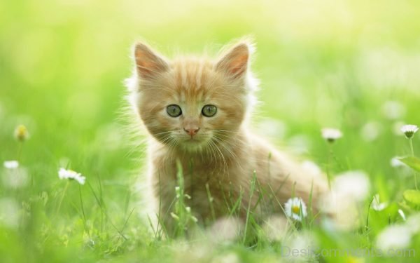 Cute Cat Pet Pic