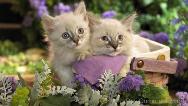 Cute Cat Pets Image