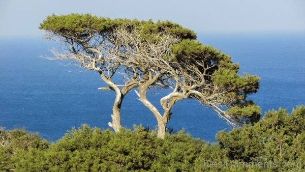 Cyprus Cavo Greko National Park Tree