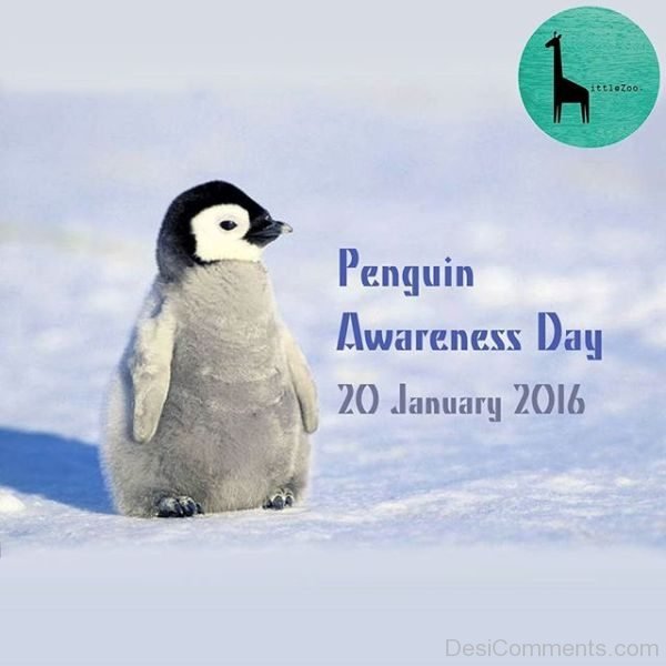 Excellent Pic Of Penguins Awareness Day
