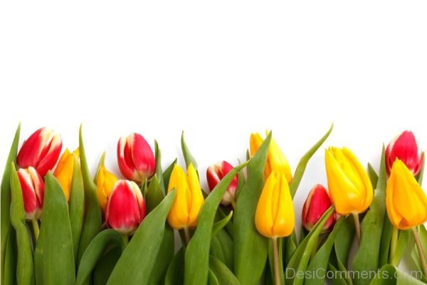 Excellent Pic Of Tulip Flowers