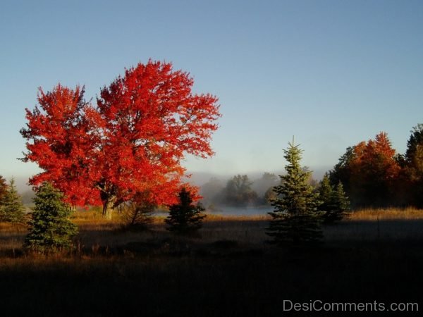 Fall Colors Foliage Nature Park Colorful Autumn