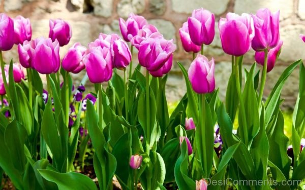 Fantastic Pic Of Tulip Flowers