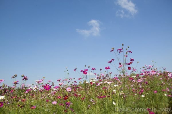 Flowers Image