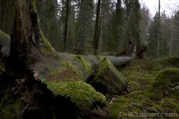 Forest Moss Nature Tree