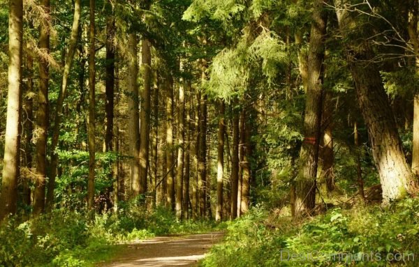 Forest Path Trees Light