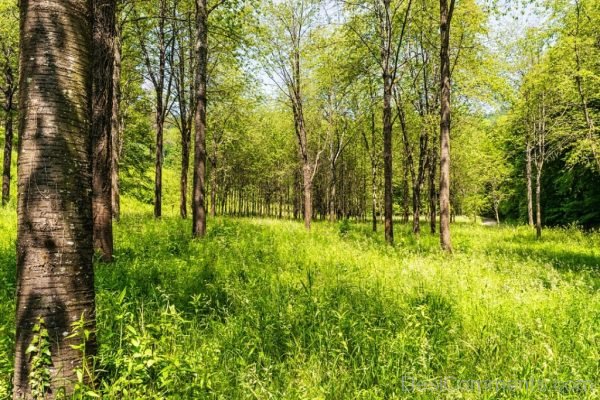 Forest Recovery Clean Rest Nature