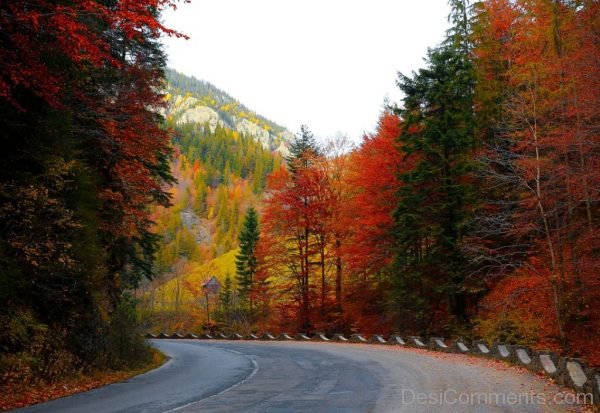 Forest Road Autumn Tree