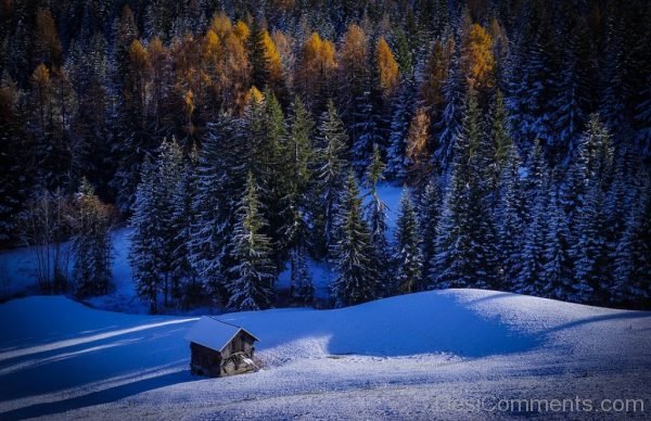 Forest Snow Winter Landscape Nature