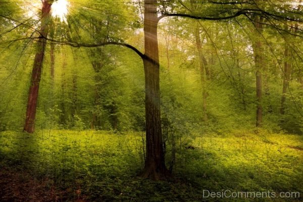 Forest Woods Rays Nature