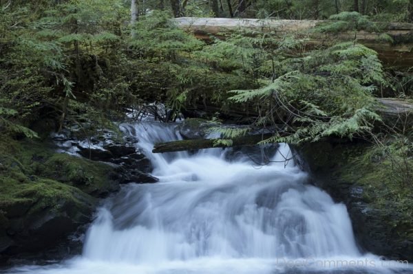 Forest Woods Waterfall