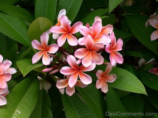 Frangipani Flower Image