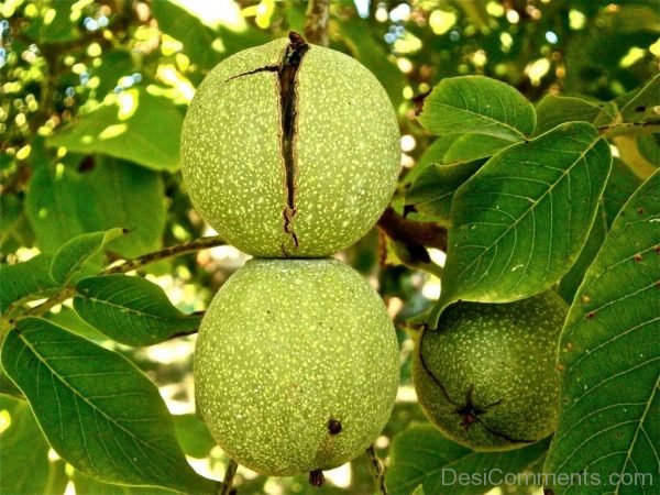 Fruit Nuts Walnut Tree