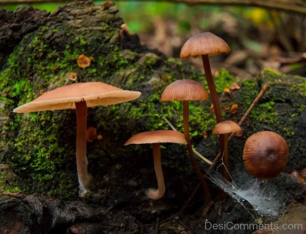 Fungi Terrero Green Nature - DesiComments.com