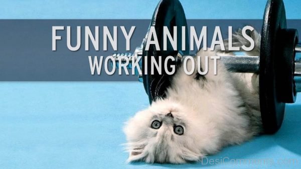 Funny Animals Working Out