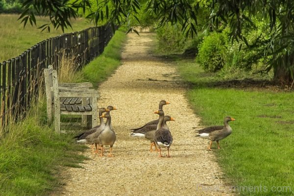 Geese Nature Park