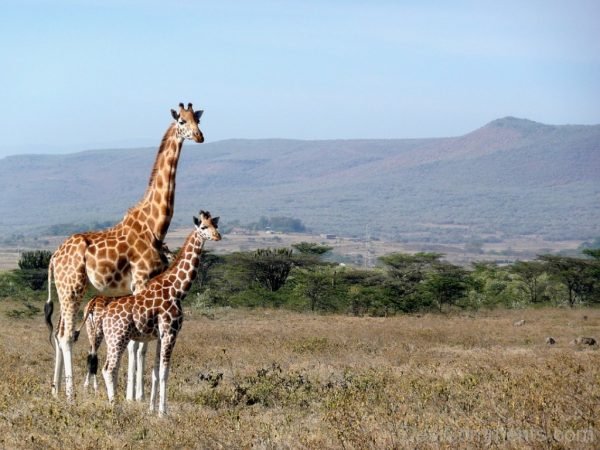 Giraffe Image