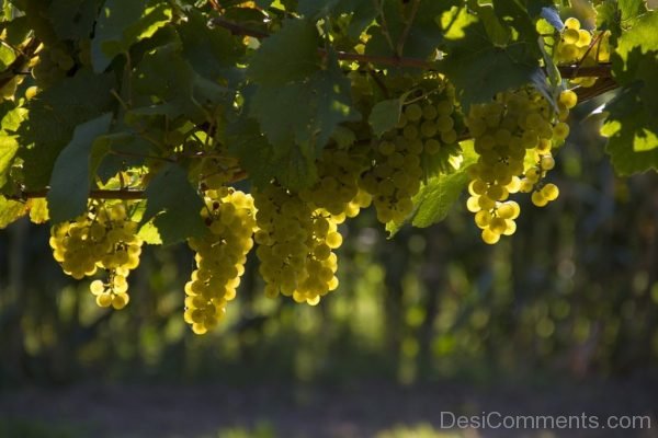 Grapes Yellow Harvest Vineyard Atumn