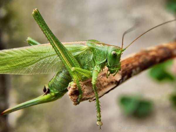 Grasshopper Insect Image