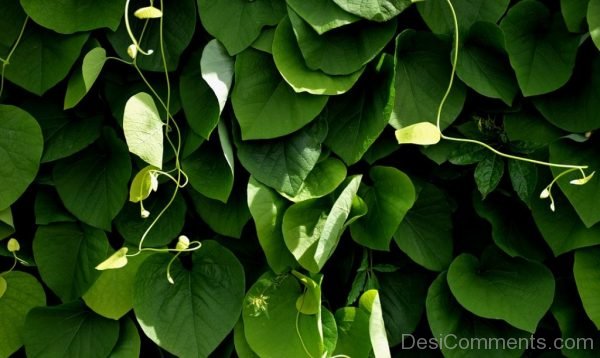 Green Leaves Sun Light Closed Nature Plant